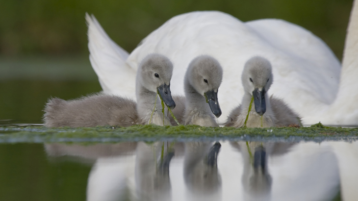 Mind the grey swans