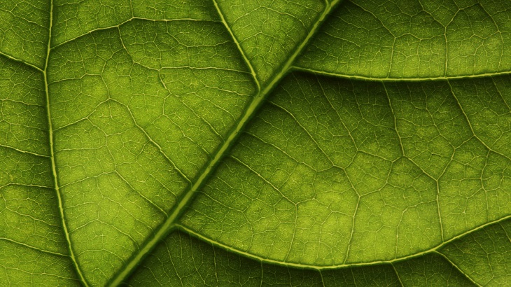 Leaf close-up